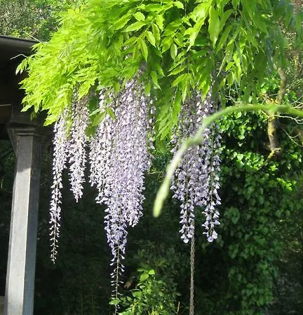 Salimbeni